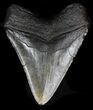 Bargain Megalodon Tooth - North Carolina #32914-2